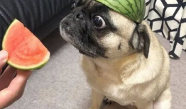 吃瓜爆料图片表情包大全