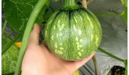 120斤小王同学爆料吃瓜,揭秘娱乐圈吃瓜大事件